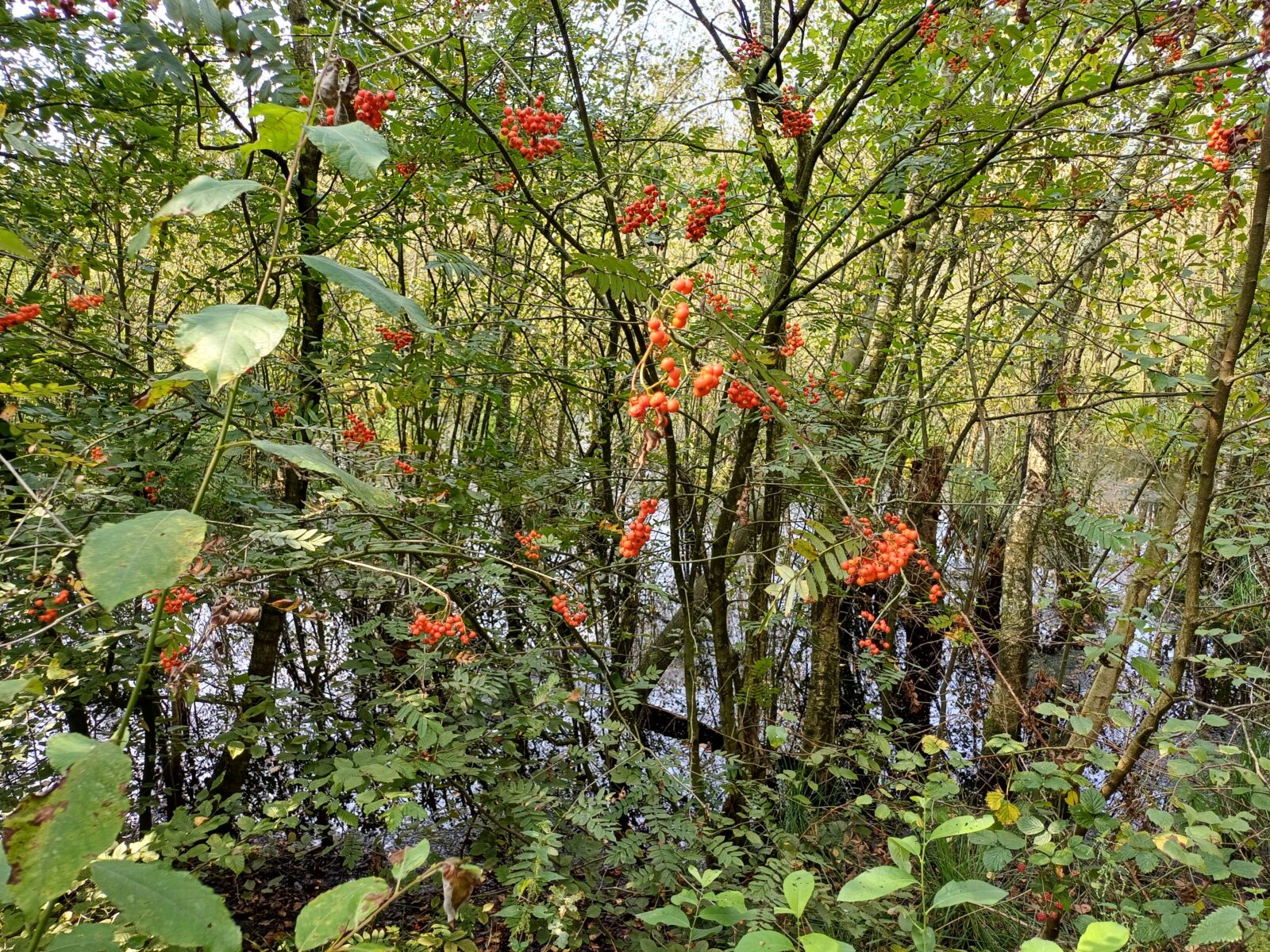 Lijsterbes en inheemse vogelkers in De Peel
